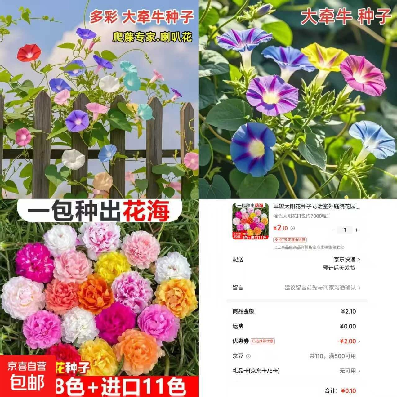 京东0.1太阳花种子约7000粒-黑猫博客